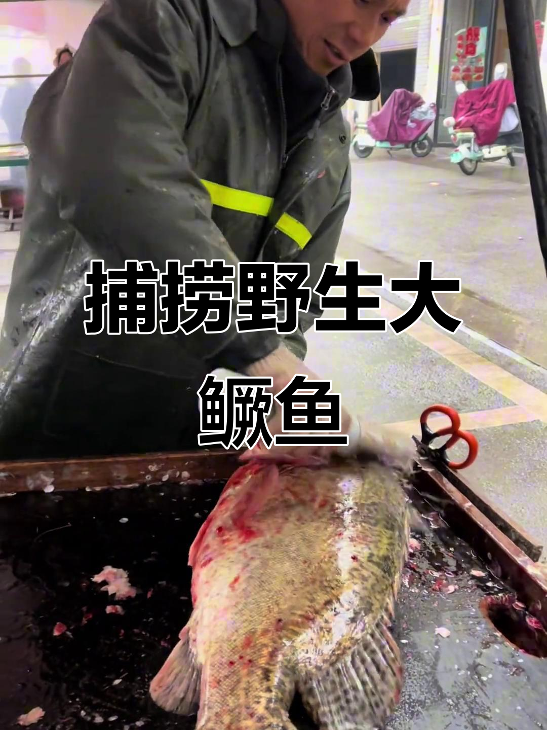 野生大鳜鱼宰杀全过程,十几斤重竟是吃活饵长大的