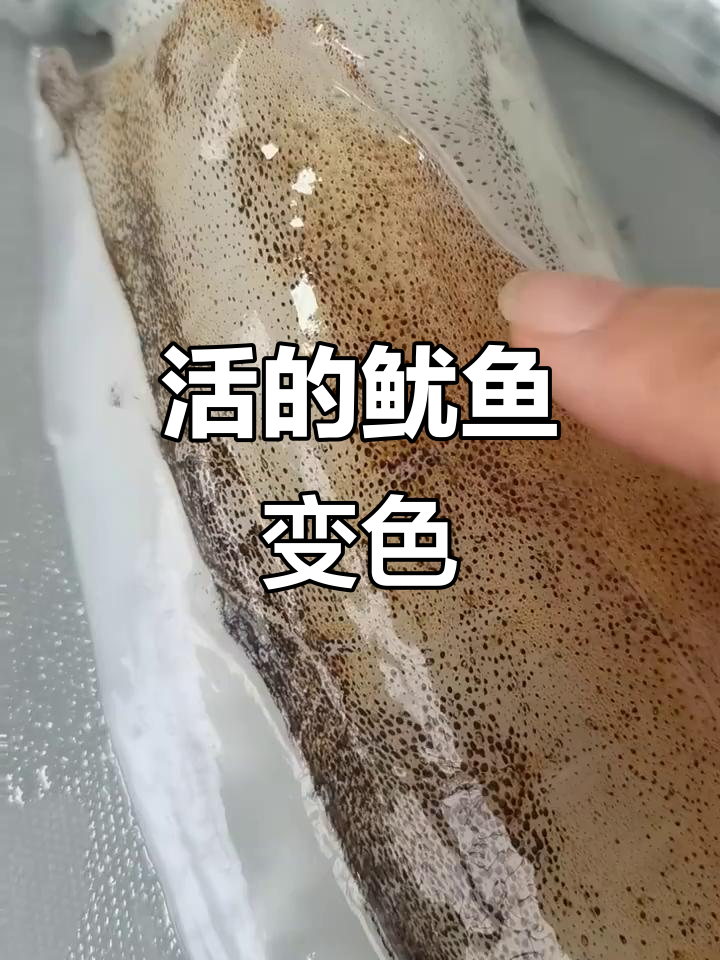 鱿鱼变色全过程,活体展示惊艳!