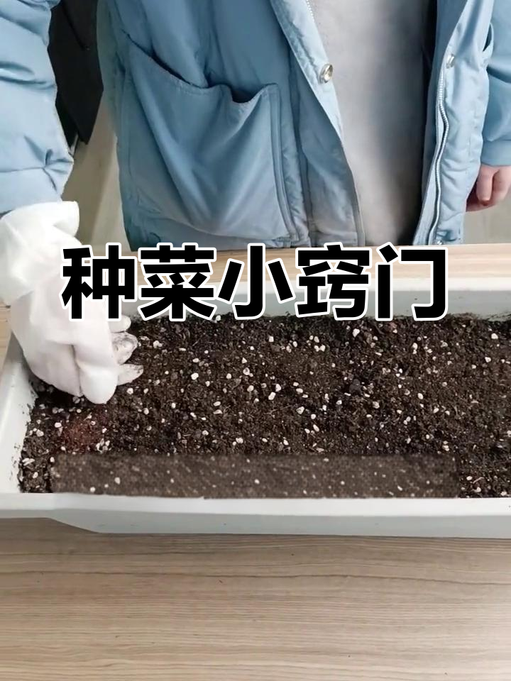春天来了,种鸡毛菜轻松上手,一个月就能收获!