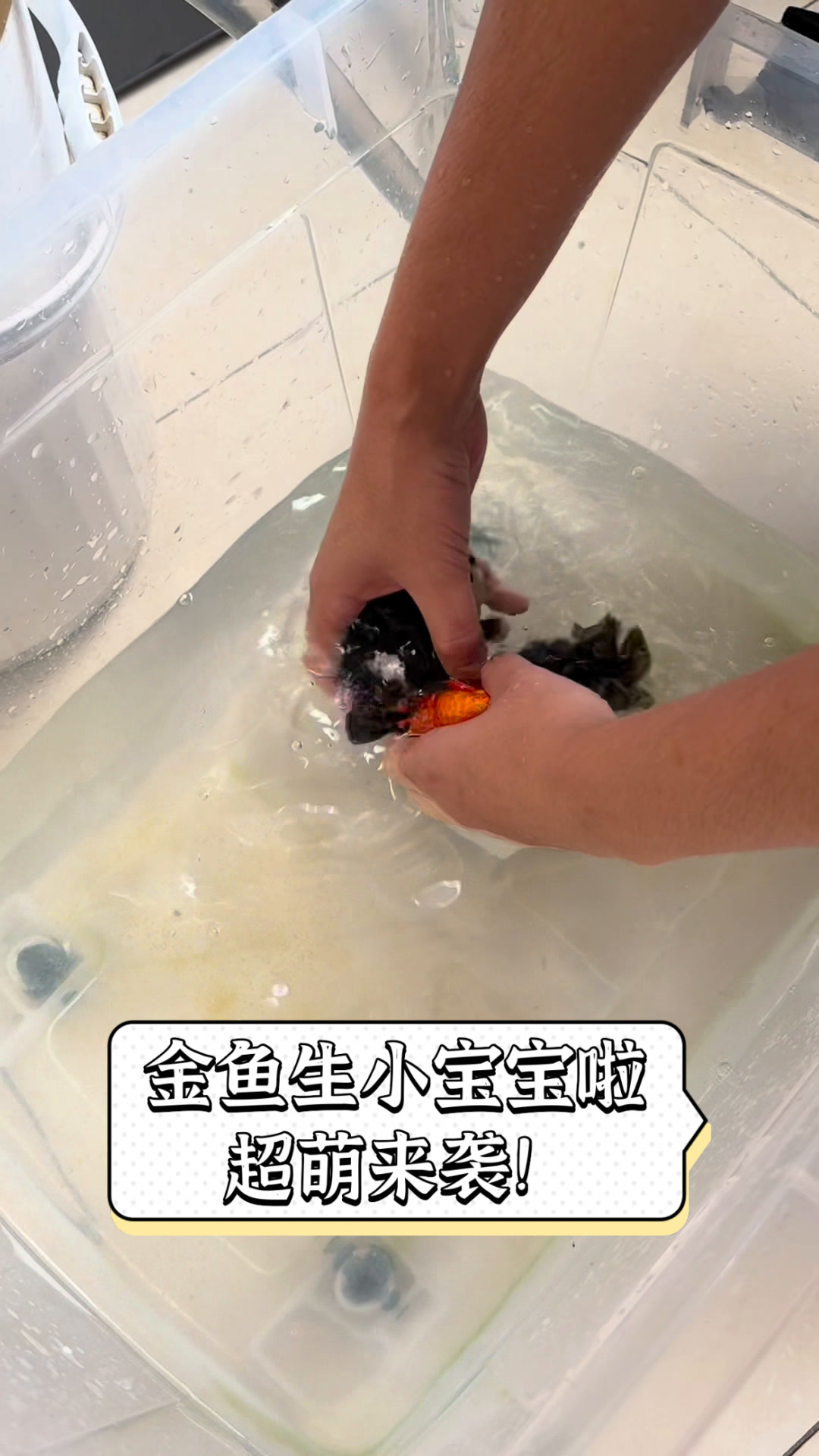 金鱼生小宝宝啦,超萌来袭!