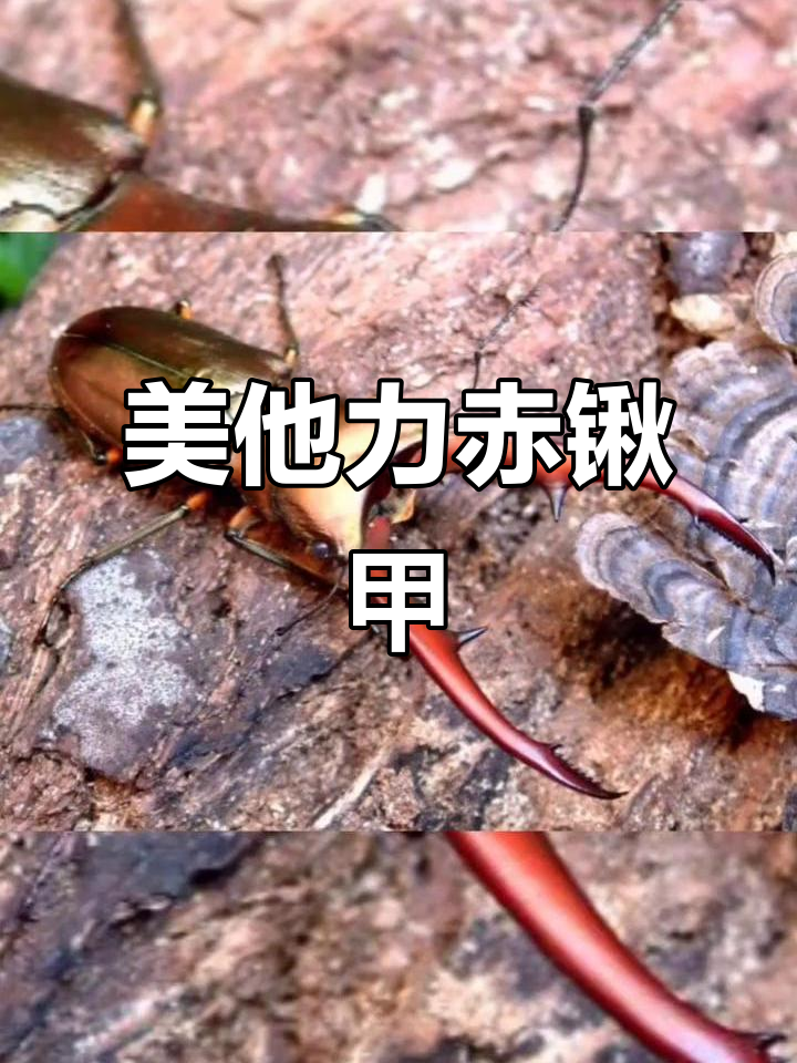 探索美他力赤锹甲,更多精彩等你发现!