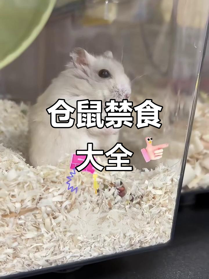 仓鼠不能吃的食物清单,新手必看!