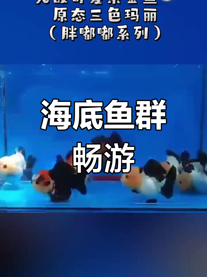 鱼儿在水中自由游动,海底世界真奇妙