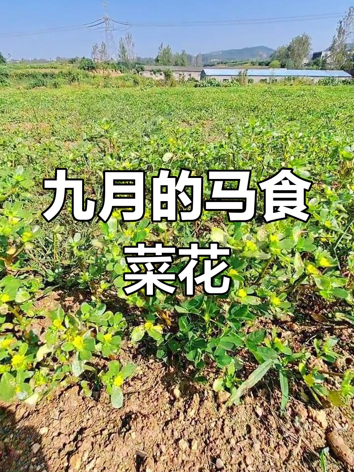 马氏菜九月开花,满山遍野都是,吃货的福音来了