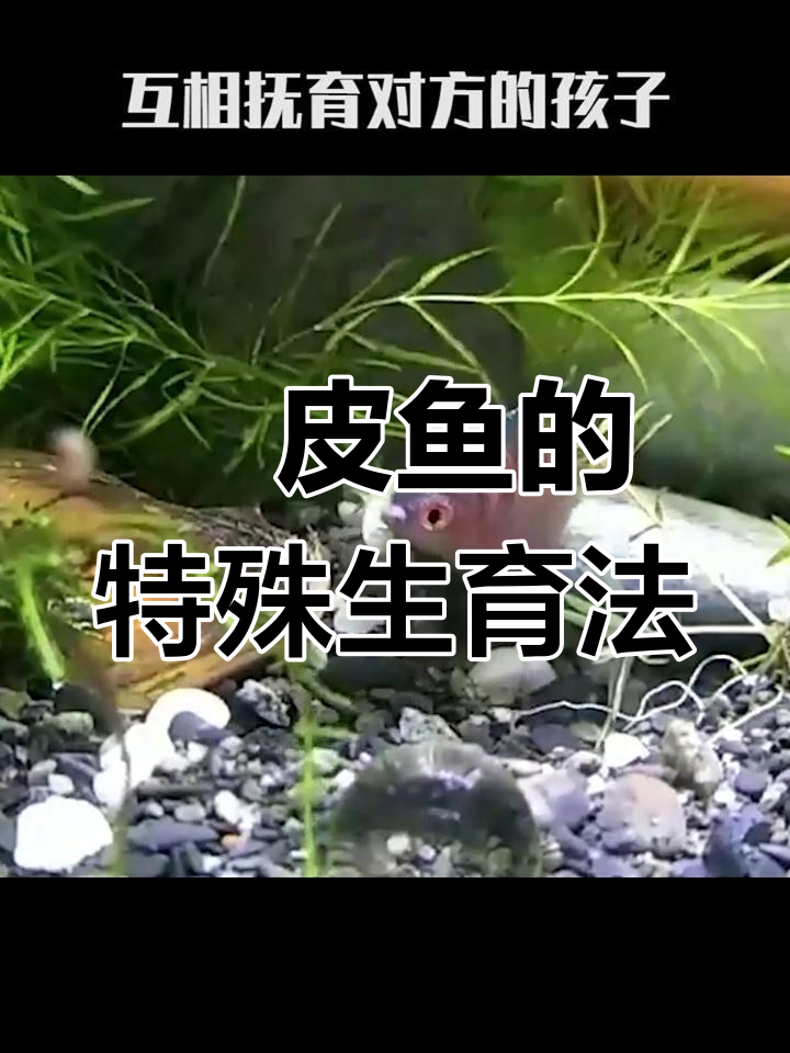 鳑皮鱼为何将输卵管露在外面?揭秘独特繁殖方式