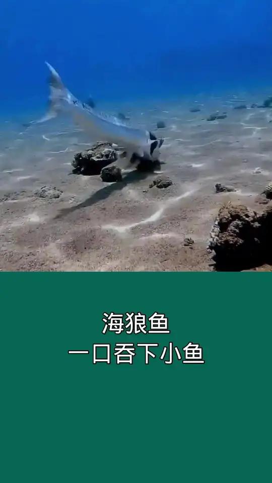 海浪鱼一口吞下小鱼