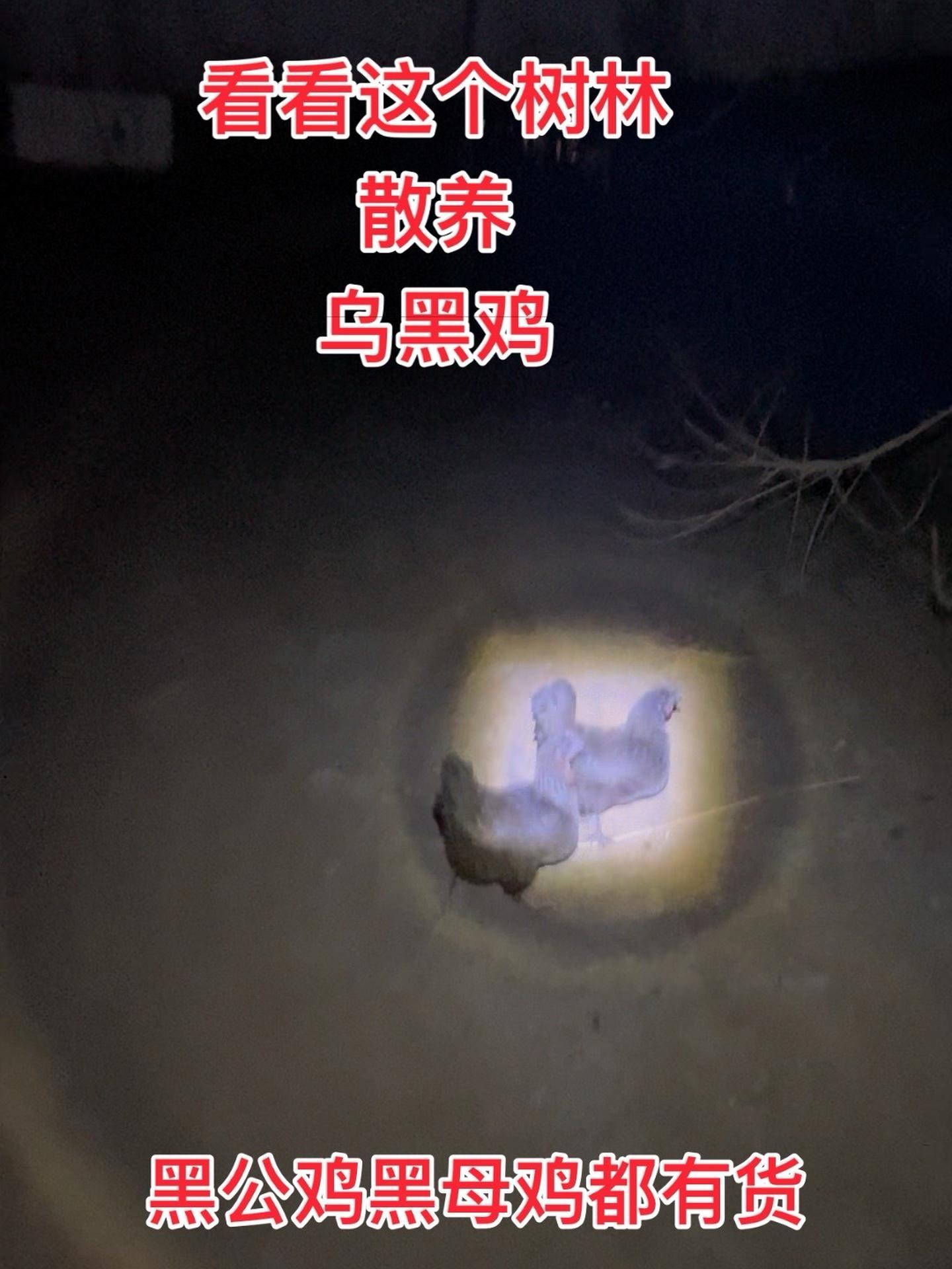 大树老林里散养土鸡品质杠杠的喜欢吃来我直播间 苏北草鸡 江苏盐城 生态散养 正宗土鸡
