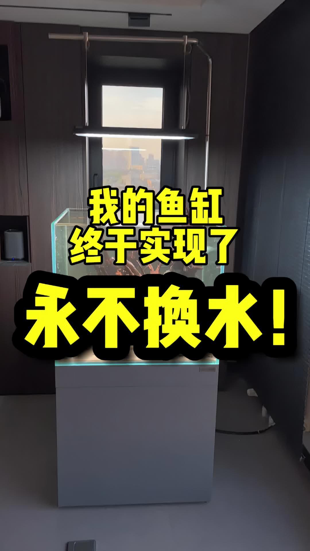 我的鱼缸终于实现了永不换水!水族 养鱼 鱼缸
