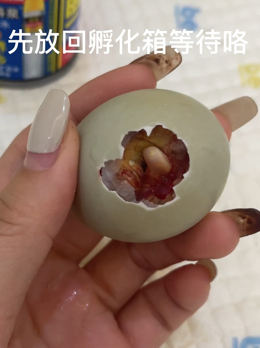 柯尔鸭孵化23天终于起嘴啦!辅助开壳