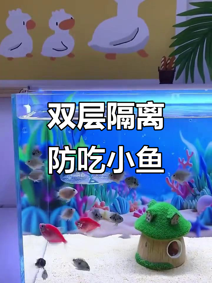 孔雀鱼生小鱼时如何避免被吃掉?双层产房必备技巧
