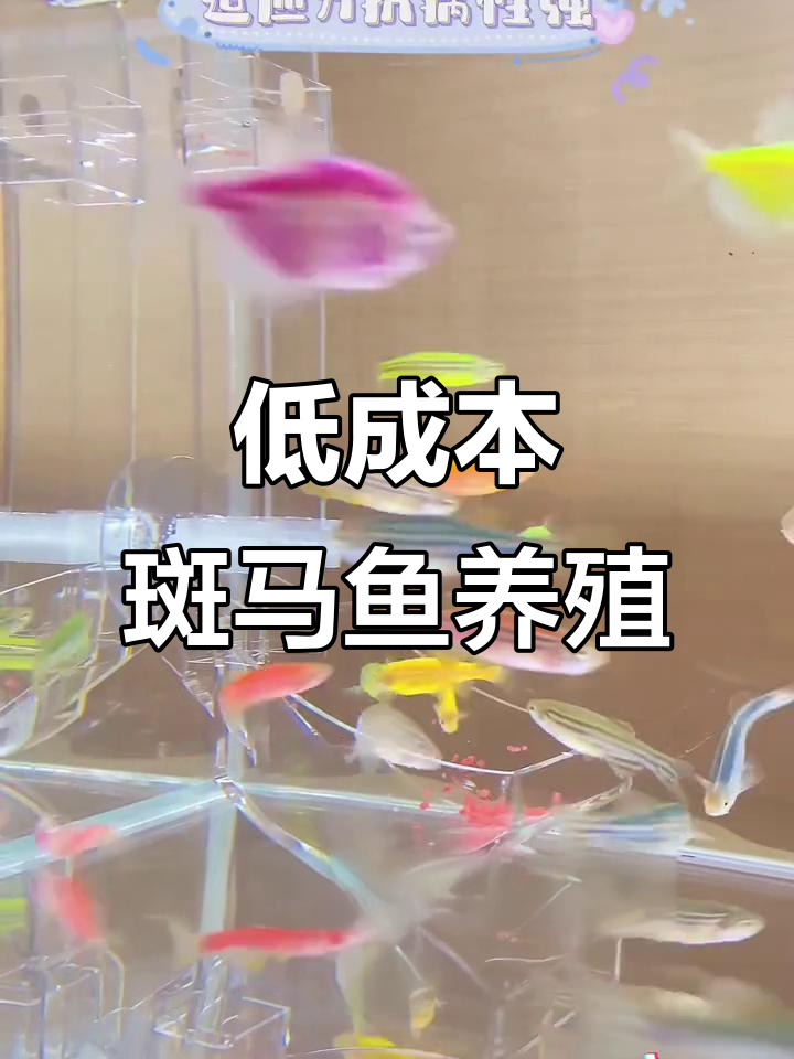 斑马鱼:低维护高回报,自来水就能养活