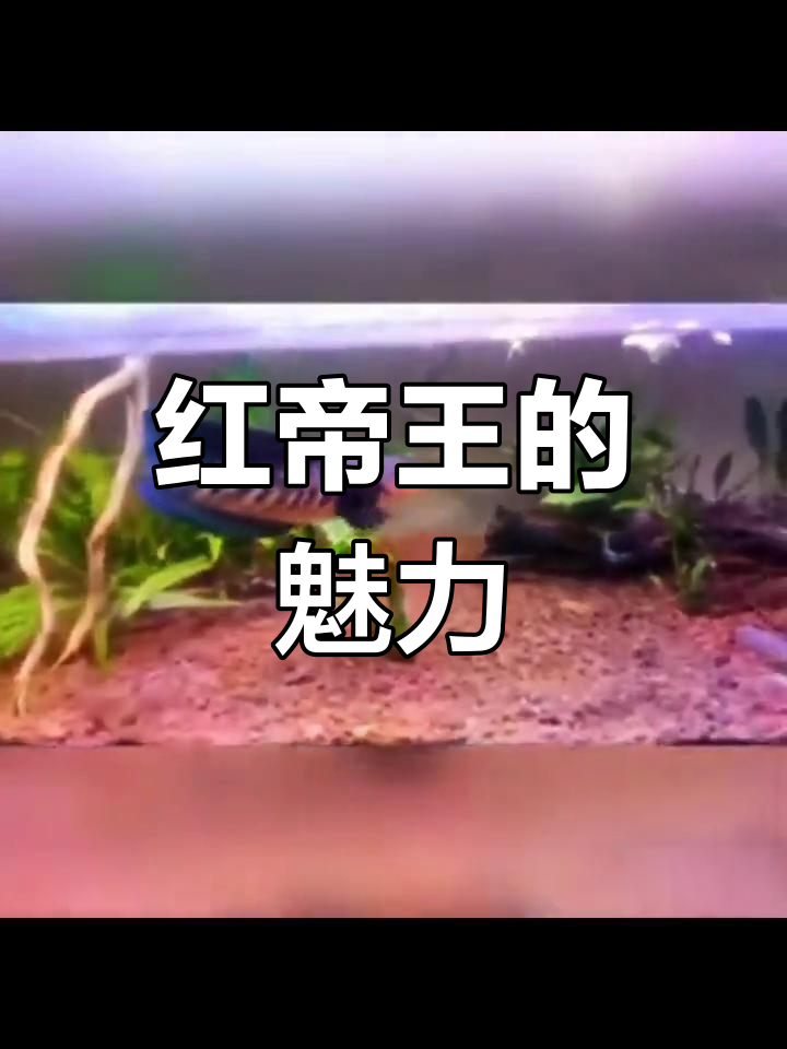 魔神类鱼种,红帝王风采尽显