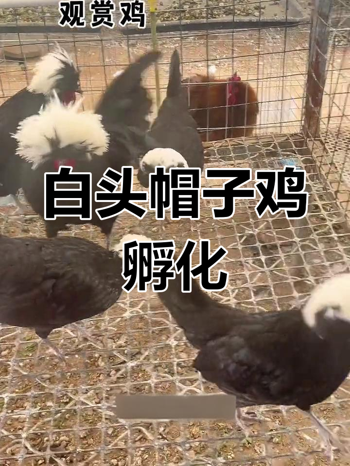 波兰帽子鸡孵化全过程,白头翁与黑羽的美丽碰撞