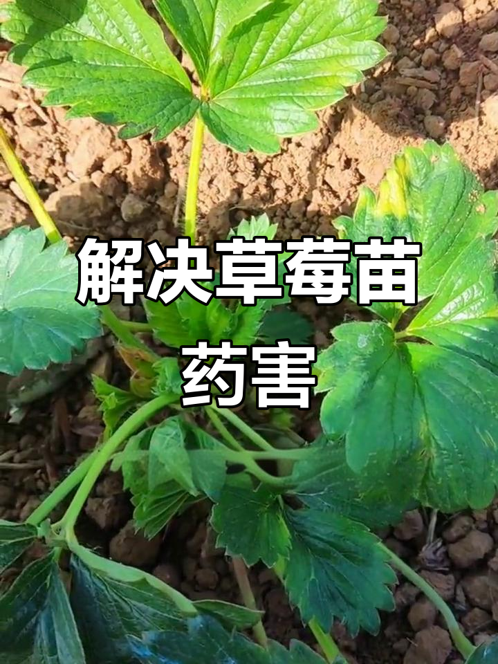 草莓苗药害怎么办?绿蝇帮你解决