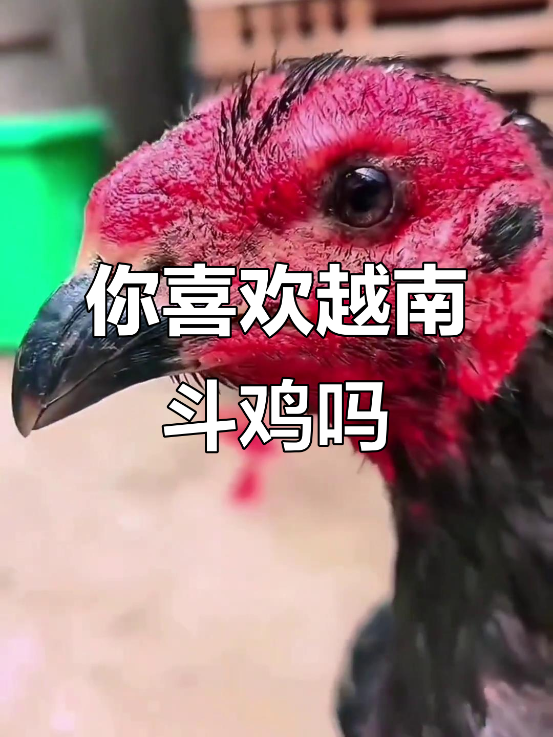 越南斗鸡:你感兴趣吗?乡村生活的真实体验