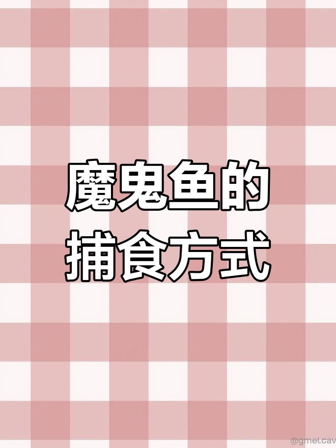 魔鬼鱼进食全过程揭秘,竟是这样吃!