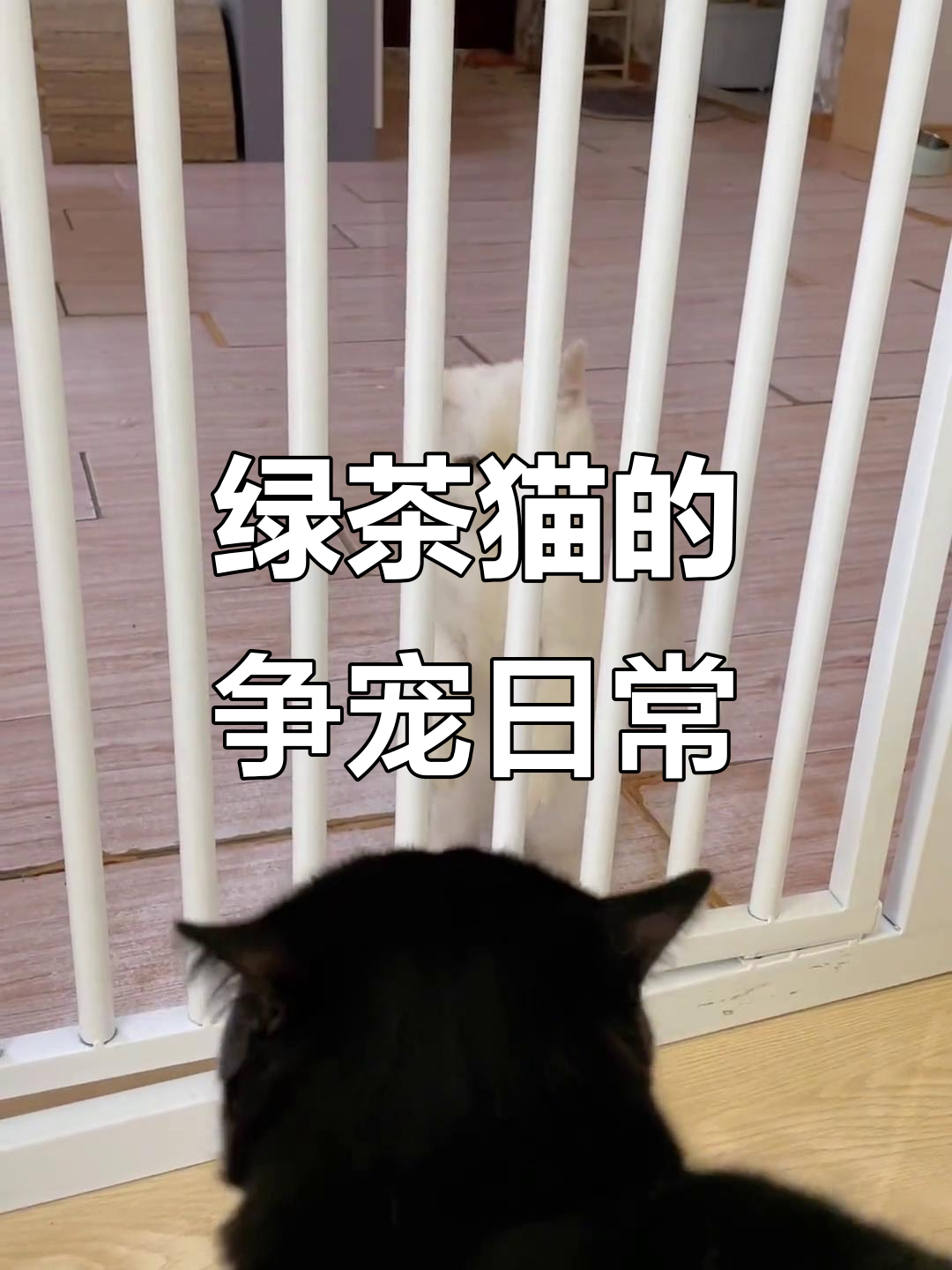 奶茶猫争宠演技满分,欺负小福让人忍俊不禁