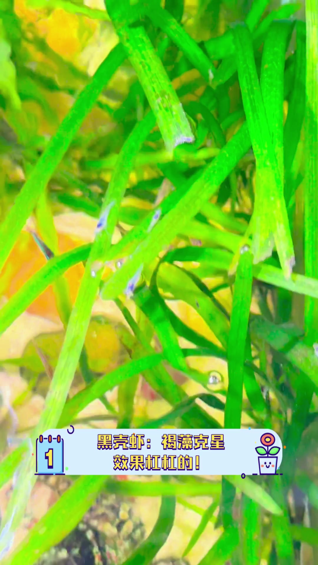 黑壳虾:褐藻克星,效果杠杠的!