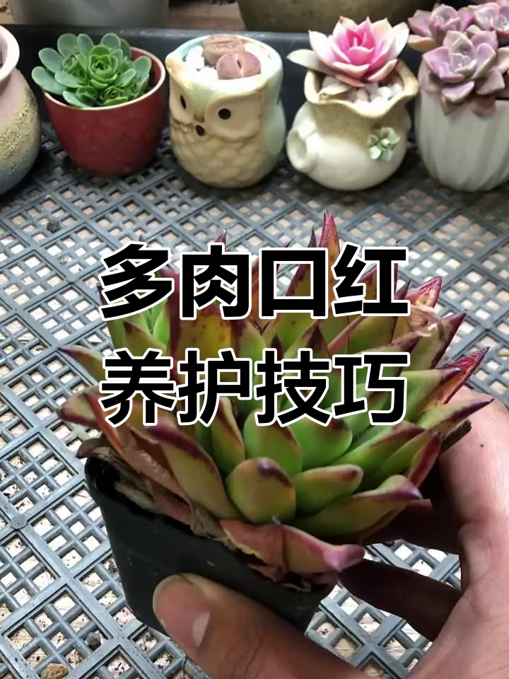 口红多肉养护全攻略:光照、浇水、通风一网打尽