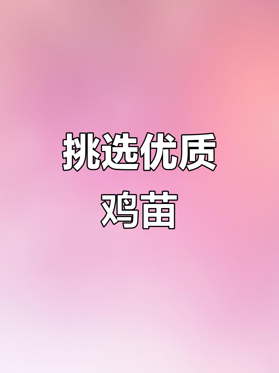如何挑选健康鸡苗?九斤黄选购指南