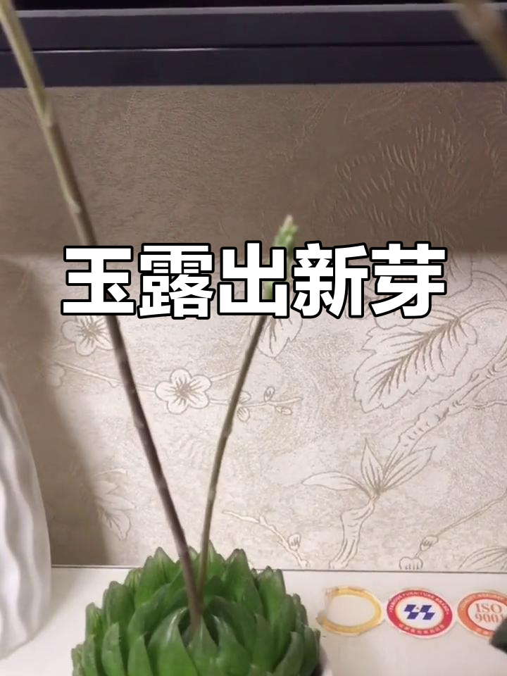 玉露开花,花剑过高