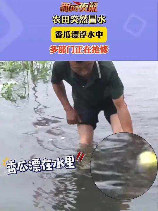 香瓜漂了!8月21日哈尔滨,长江路附近一处农田突然水流不止,疑似供水管线爆裂,农民瓜田遭受