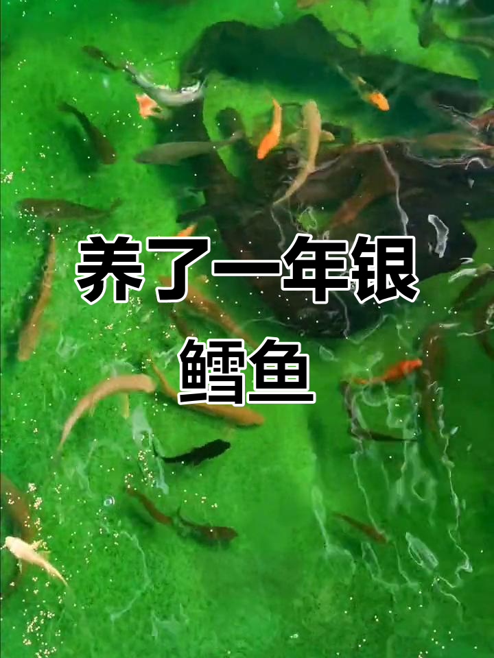 淡水银鳕鱼一年大变样,抢食更激烈