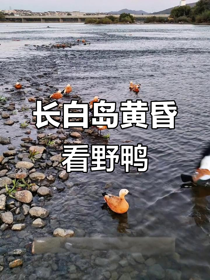 吉林长白岛日落观野鸭,水鸟栖息浅滩觅食