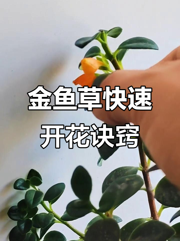 夏季金鱼草养护秘籍，轻松复花小技巧