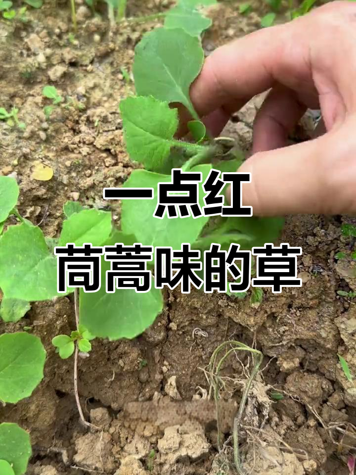 紫背叶:茼蒿味野菜,煮汤超赞
