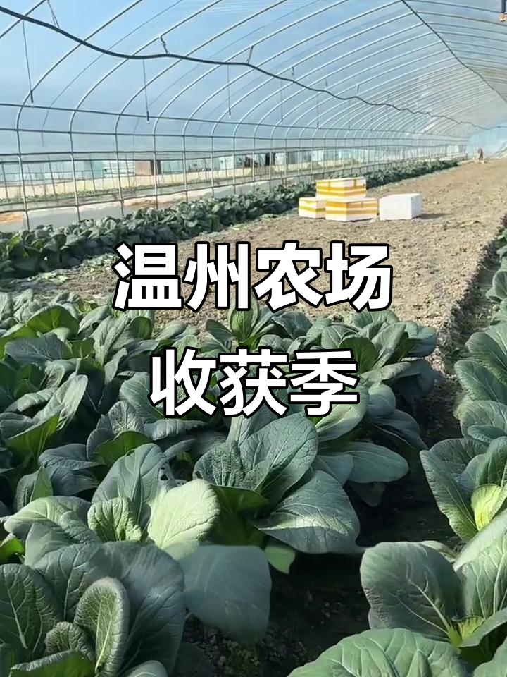 温州农场489天,大棚油冬菜丰收上市