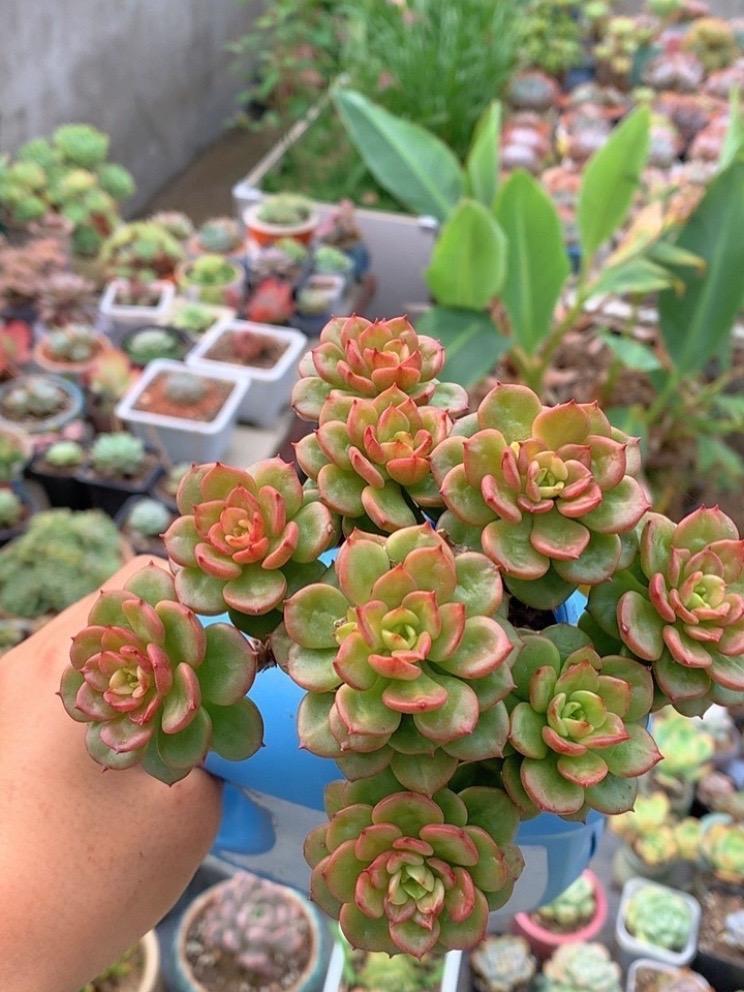 书到用时方恨少，只知道说好看，要是有阳光滤镜加持就更好看了 蜡牡丹多肉