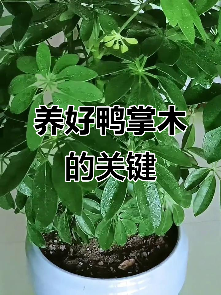 鸭掌木养护全攻略:光照、土壤这些细节决定生死