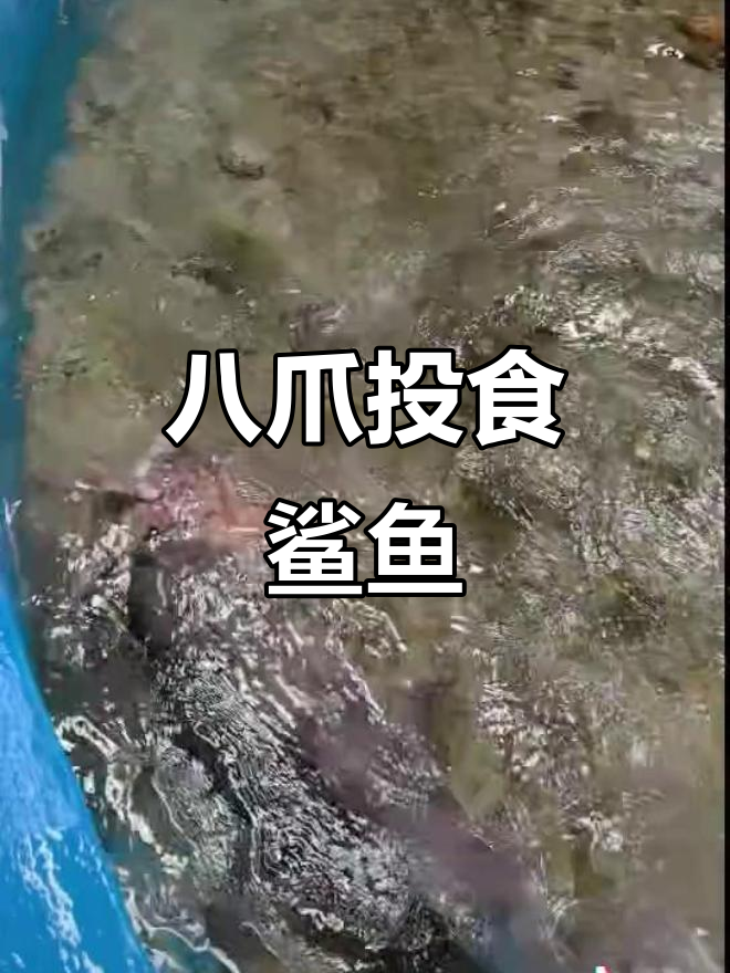 八爪鱼挑战鲨鱼,能否成功投喂?