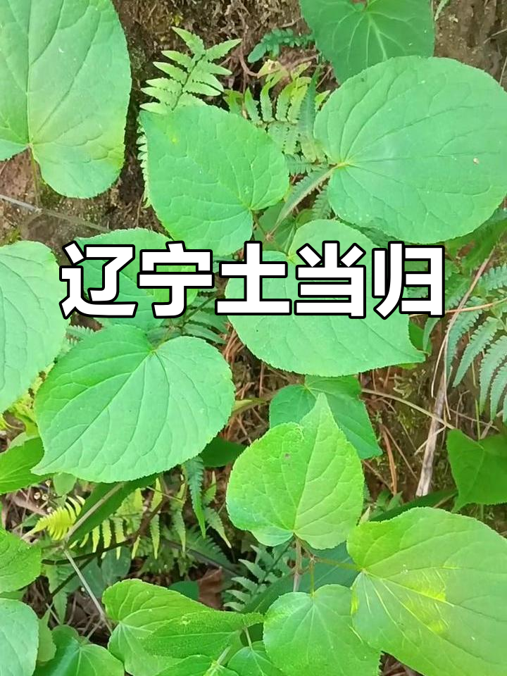 东北土当归:食用与药用两相宜,你见过吗?