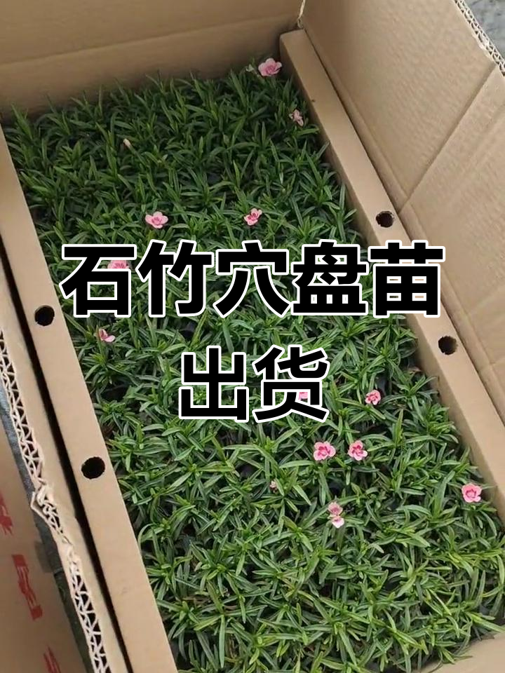 初吻石竹与蜜桃派穴盘苗发货中
