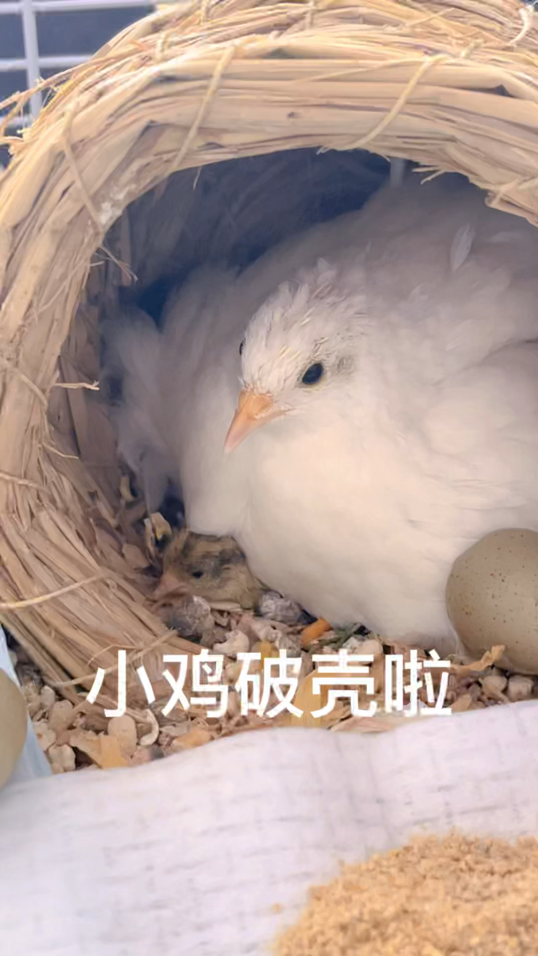 自然孵化的小鸡出壳了,好开心