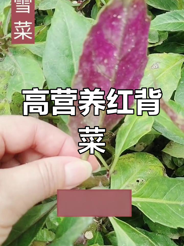 红背菜的营养价值揭秘,你了解吗?