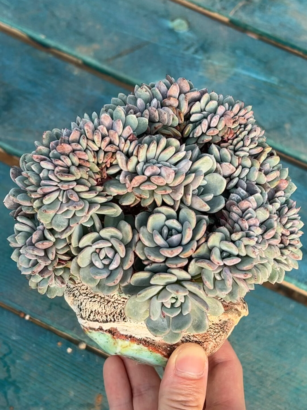 海棠花朵朵缀 拉皮内 多肉植物