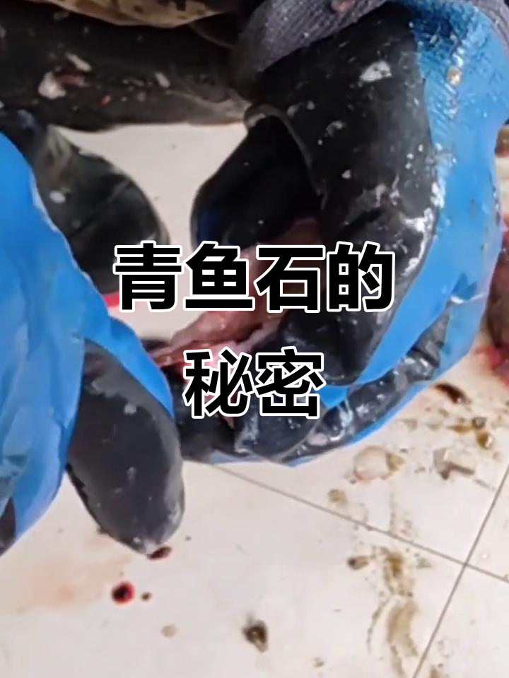你知道青鱼石吗?它有什么神奇作用,能比肩猪精鸡精!