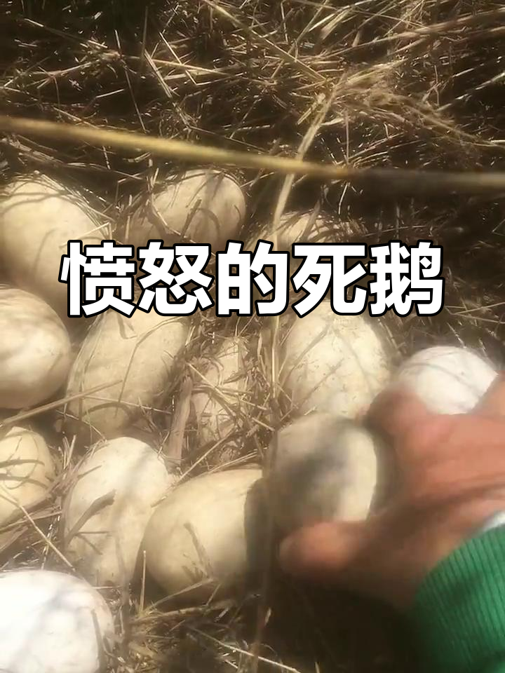 这只死鹅,真是气死我了!整天关着它也不肯好好活下去