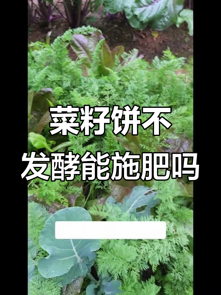 不发酵菜籽饼直接追肥,蔬菜反应如何?