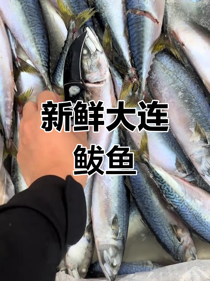 大连鲅鱼价格表,现货供应