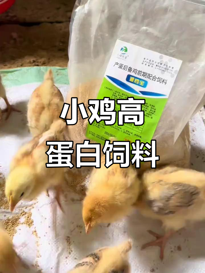 小鸡刚出生就能吃,营养均衡开口料让它们快速成长