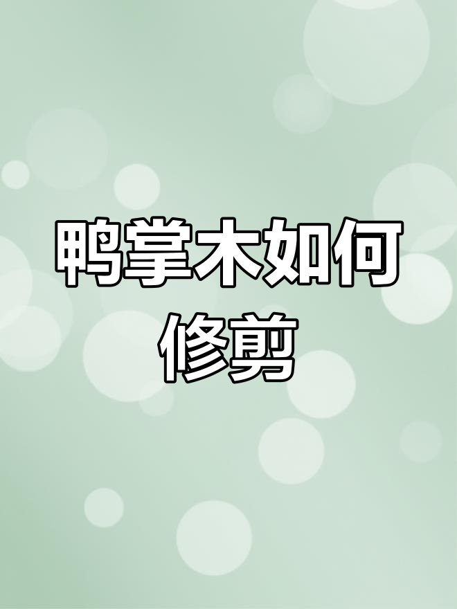 鸭掌木修剪技巧,轻松打造丰满株型