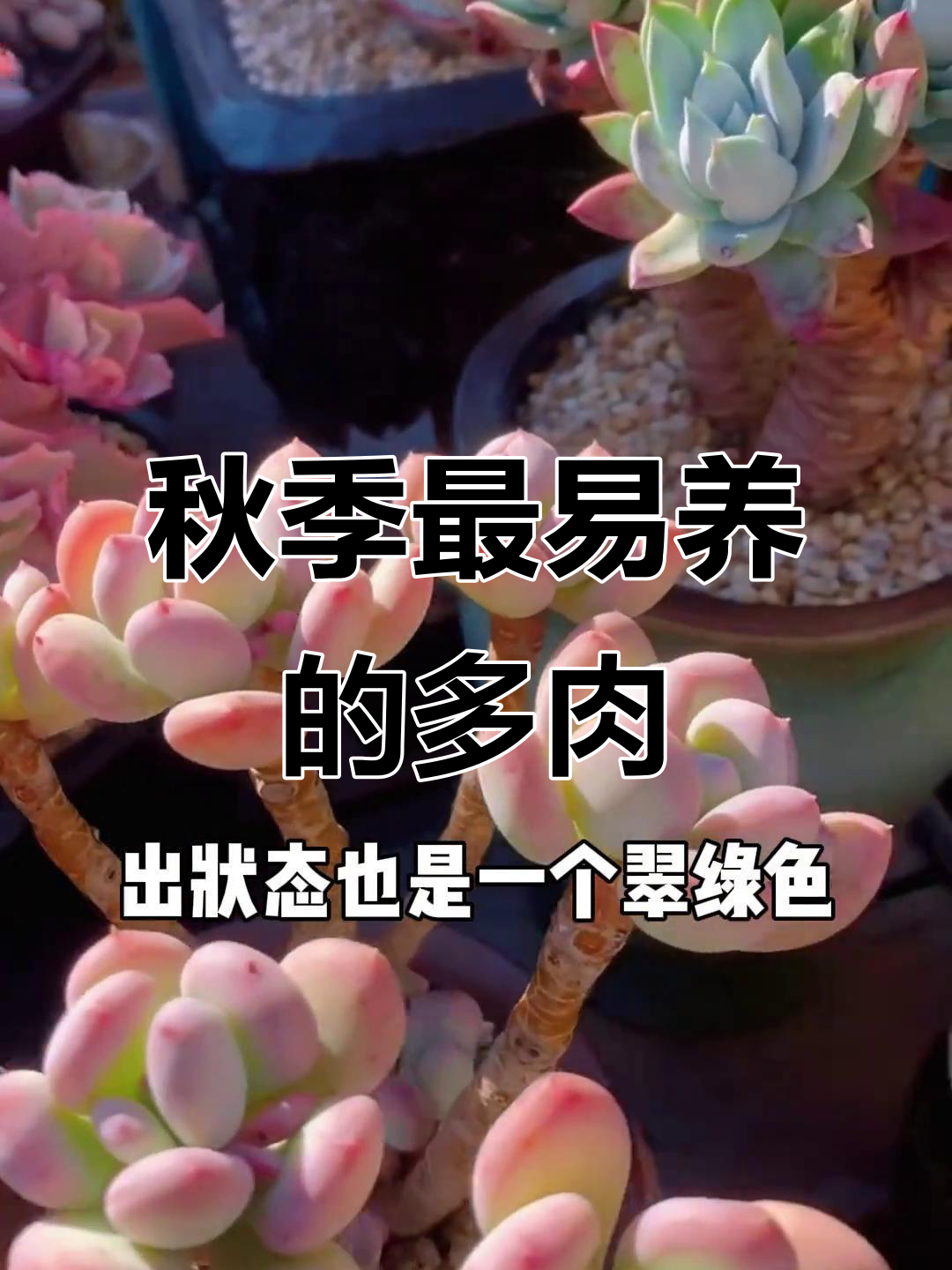 入秋必养！这些可爱又好养护的多肉植物，你值得拥有