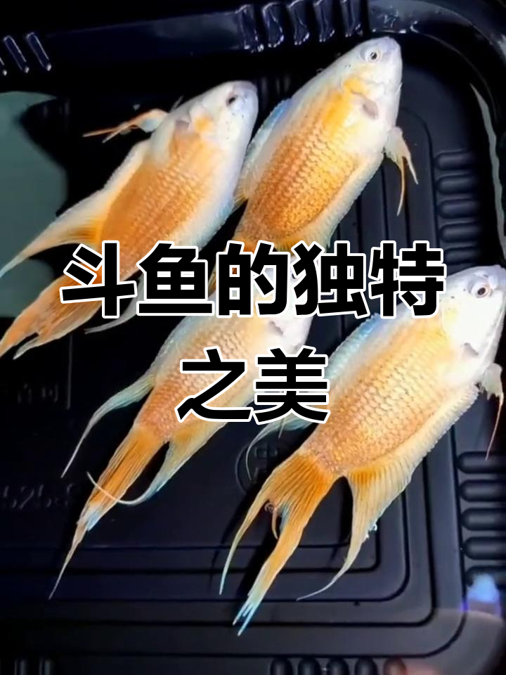 观赏鱼中的瑰宝:蓝纹、蛇纹与翡翠冷普