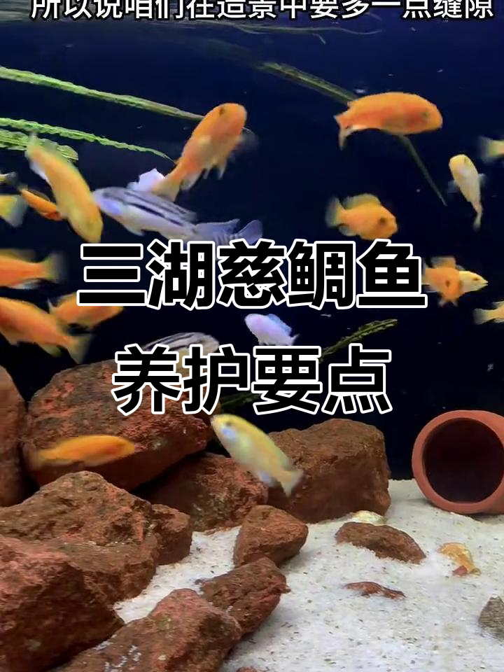 6月9日三湖慈鲷鱼养殖技巧:皮实好养,注意躲避空间
