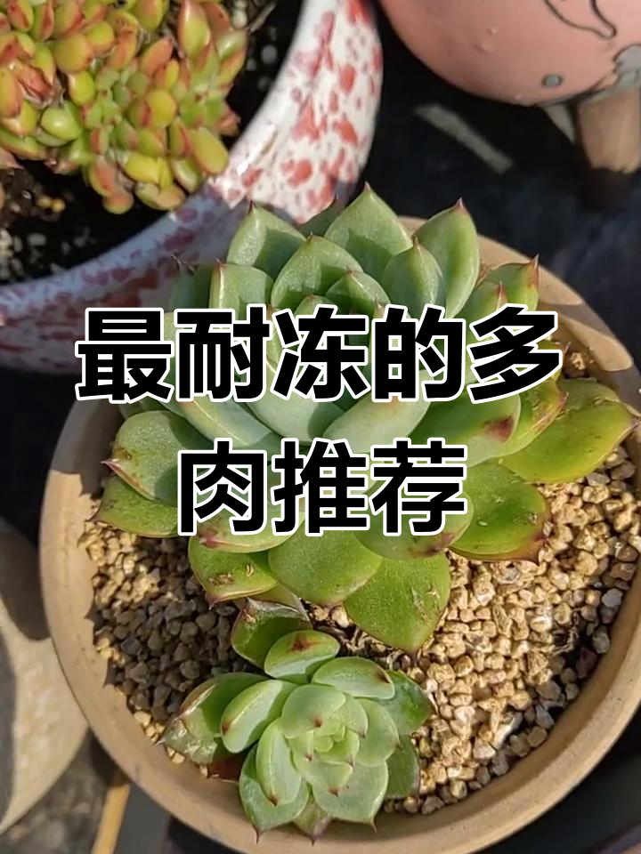 盘点30款耐寒多肉,冬季养护必备