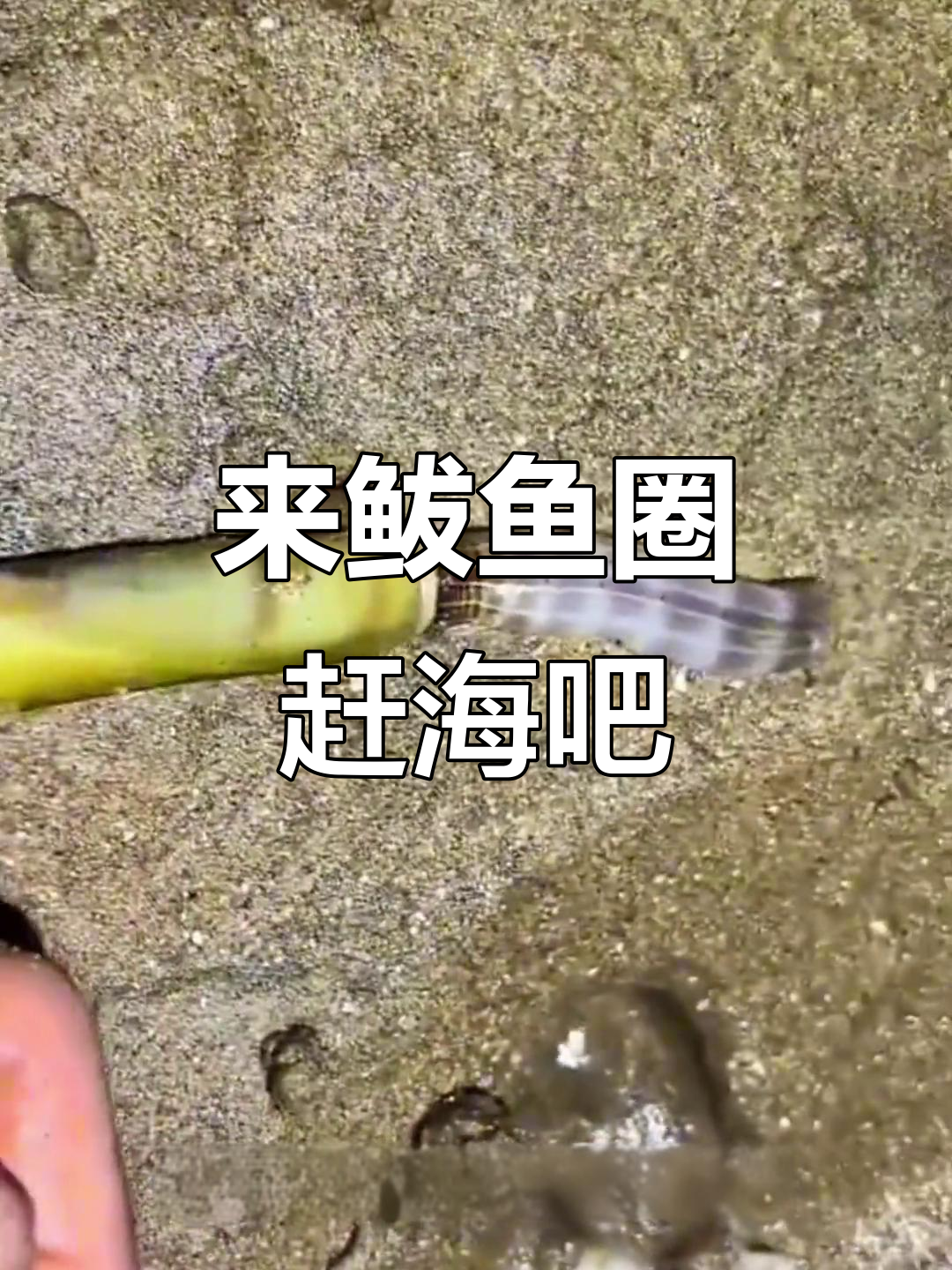 鲅鱼圈抓蛏王，海边民宿美食推荐